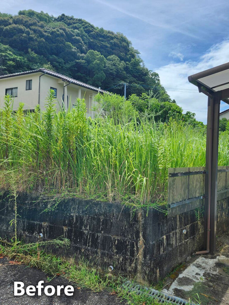 草刈り前
