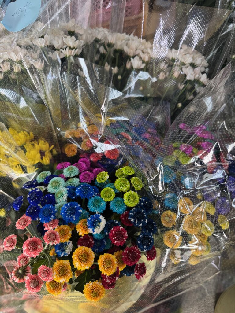 色鮮やかに染められた菊の画像