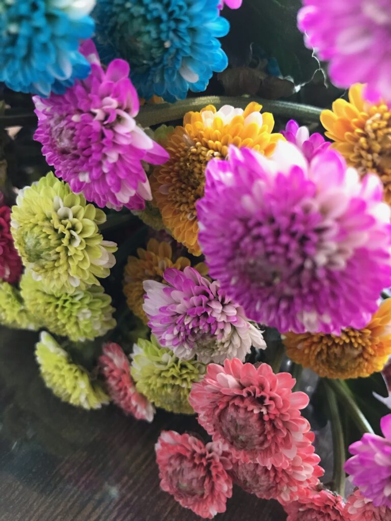 色鮮やかに染められた菊の画像