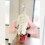 胡蝶蘭